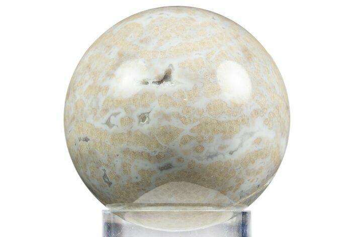 Polished Agatized Fossil Coral Sphere - Indonesia #311531